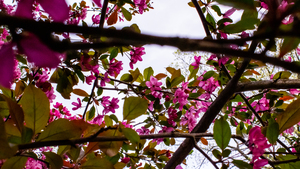 Criss-cross crabApple Sauce