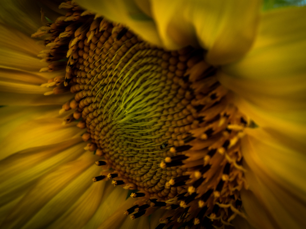 A Sunny Way Print