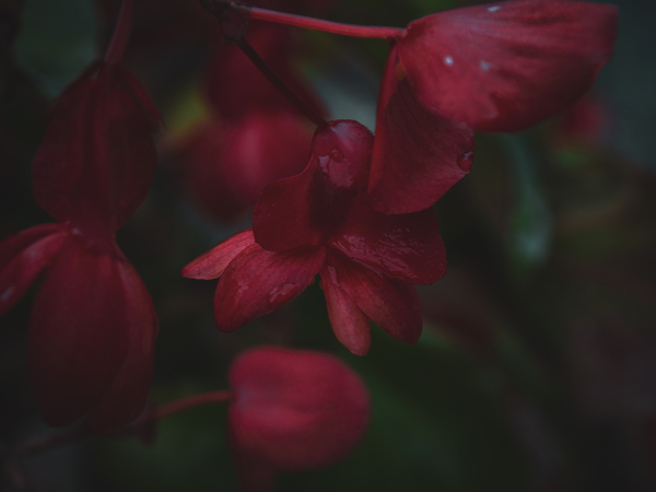 Foggy Geraniums Print