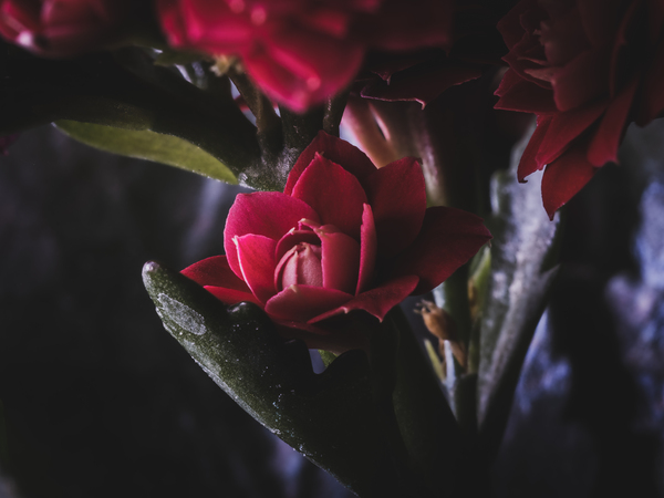 Without the Vase  Print