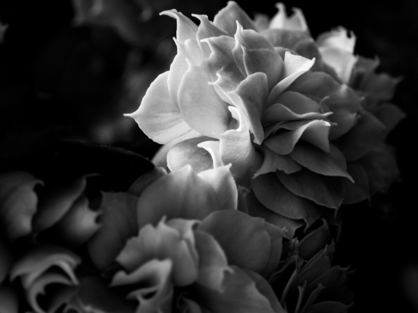 Delicate Folds Print