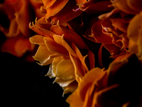 Persimmon Petals Print