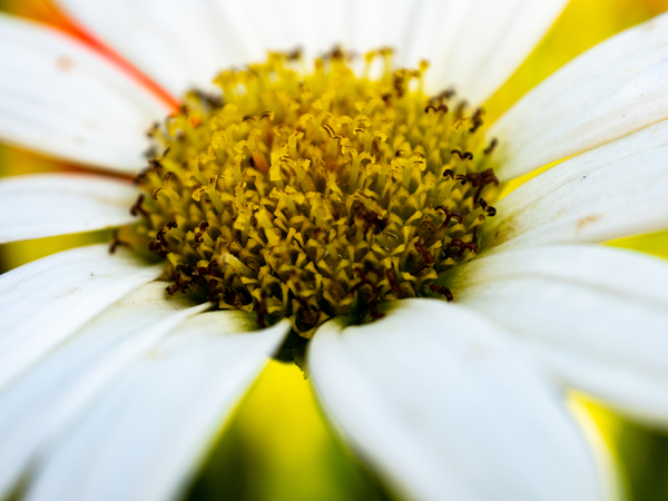 A Bright Spring Print