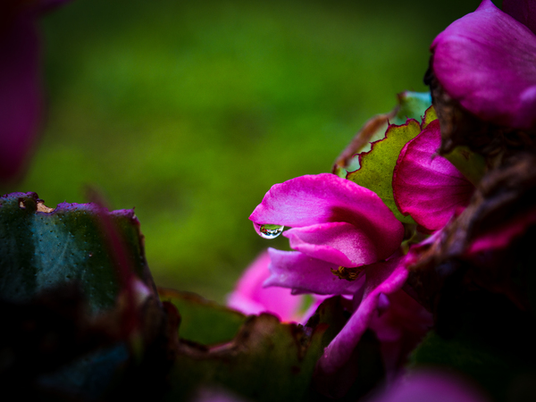 Drop of Green Swath of Pink Print