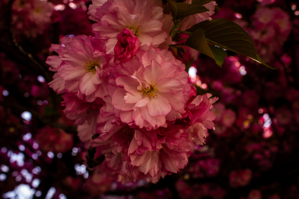 Hanging Bouquet Print