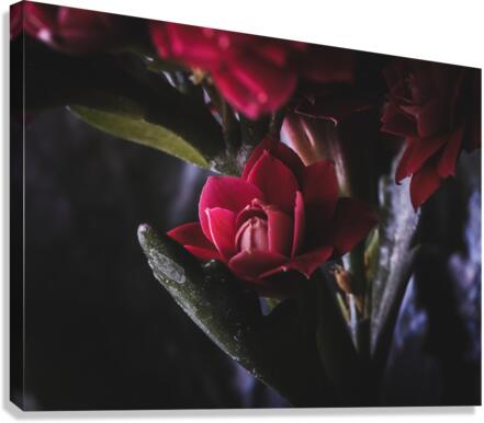 Without the Vase  Canvas Print