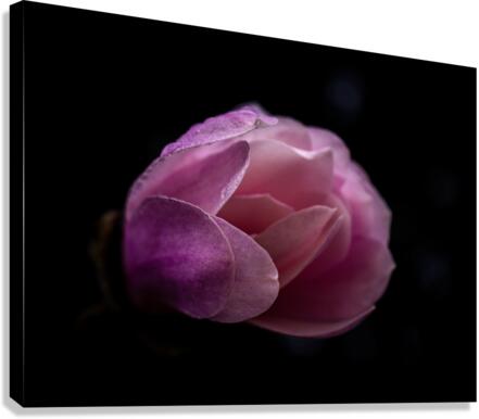 Magnolia Awoken Canvas Print