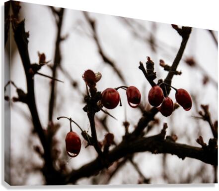 Scarlet Against the Sky Canvas Print