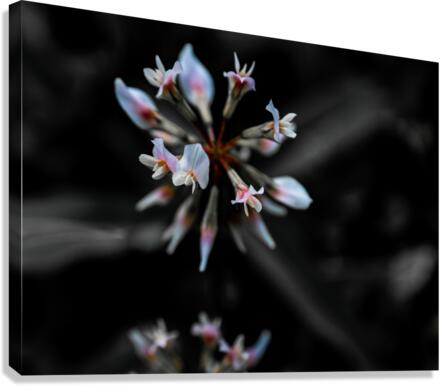 Clover Canvas Print