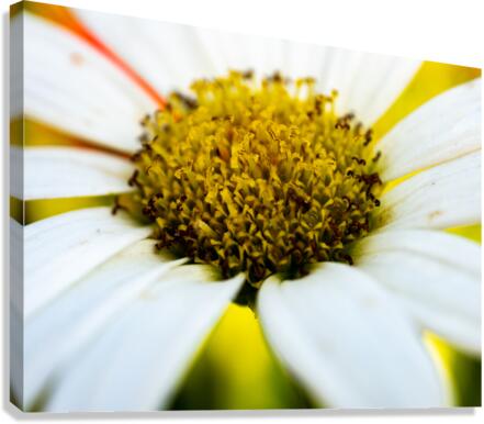 A Bright Spring Canvas Print