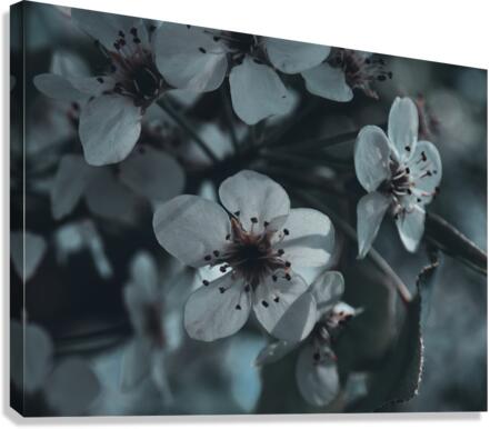 Sakura 1 Canvas Print