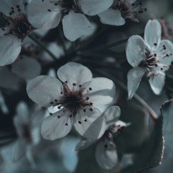 Sakura 1