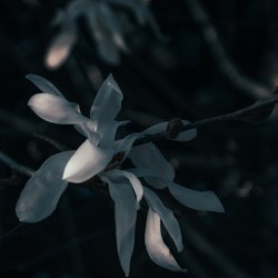 Sakura 3