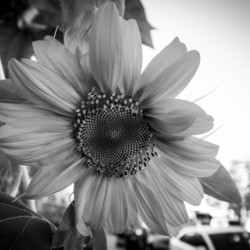 Sunflower in Gray