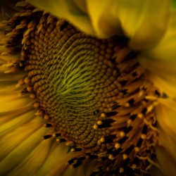 A Sunny Way