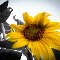 Black and Yellow