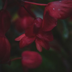 Foggy Geraniums