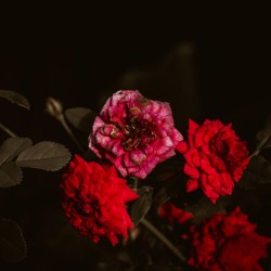 Mini Roses