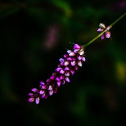 Smartweed