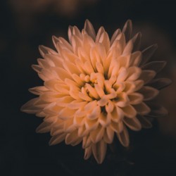 Harvest Mum