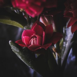 Without the Vase