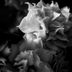Delicate Folds