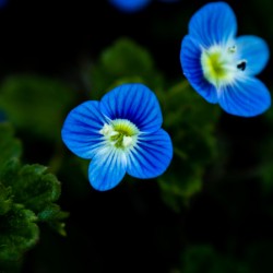 Creeping Blue