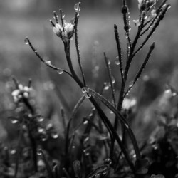 Dew