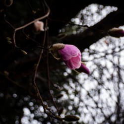 Magnolia Outstretched