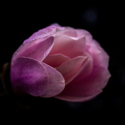 Magnolia Awoken