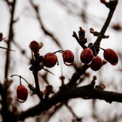 Scarlet Against the Sky