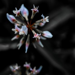 Clover