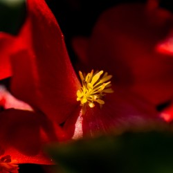 Vermillion