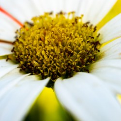 A Bright Spring