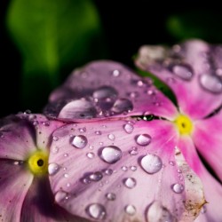 Geranium Drops
