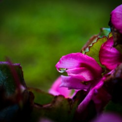 Drop of Green Swath of Pink