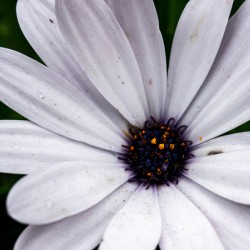 Open White