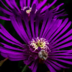 Purple Fan