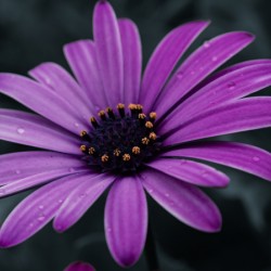 Purple Daisy Ahead