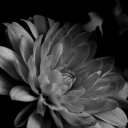 Mums the Word