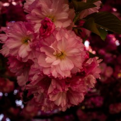 Hanging Bouquet