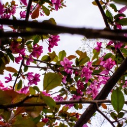 Criss-cross crabApple Sauce