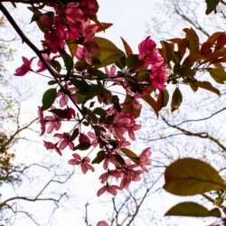 Crabapple Tower
