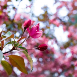 Crabapple Blossoms