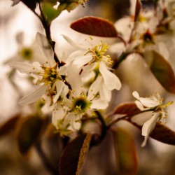 Spring Warmth