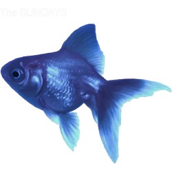 The Sundays 29