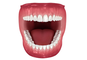 Dental anatomy - Opened Dentures
