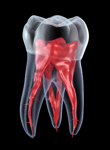 Dental root anatomy - First maxillary molar tooth