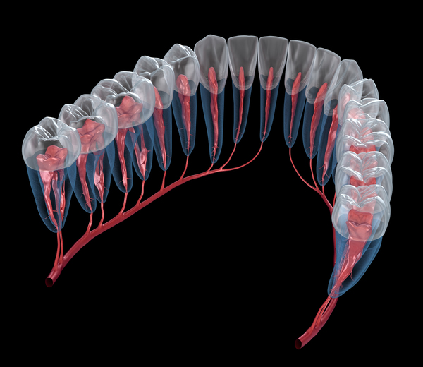 Dental root anatomy Xray view Print