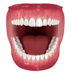 Dental anatomy - Opened Dentures